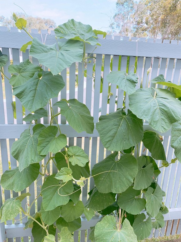 Ngoài chăm con, Bảo Duy - chồng cũ Phi Thanh Vân còn tự trồng được vườn rau xanh mướt ở Úc-7