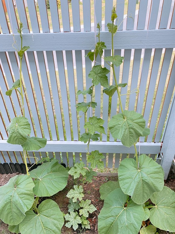 Ngoài chăm con, Bảo Duy - chồng cũ Phi Thanh Vân còn tự trồng được vườn rau xanh mướt ở Úc-8