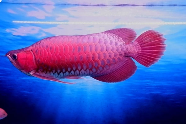 Video: Người đàn ông suýt chết vì cá chui vào cổ họng-1