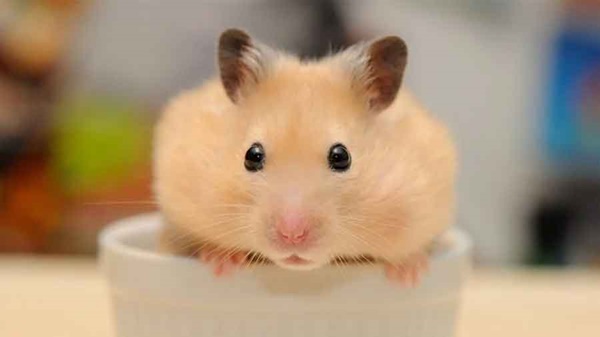 Tử vi trong 49 ngày tới: 3 con giáp được Ngọc Hoàng sủng ái, tiền bạc đầy tay, tình duyên đỏ thắm-1