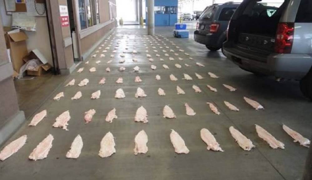 Thần dược chốn phòng the - cái mác mà con người gắn lên động vật để truy cùng diệt tận từ cá, chim đến sư tử và tiếp theo là loài nào?-3