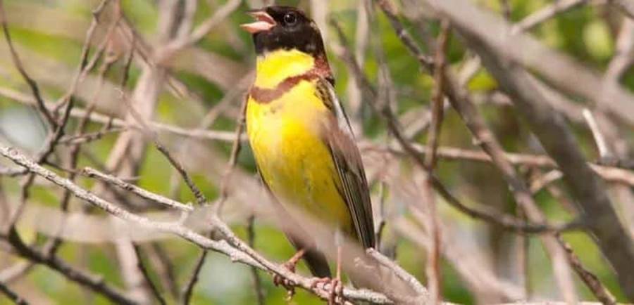 Thần dược chốn phòng the - cái mác mà con người gắn lên động vật để truy cùng diệt tận từ cá, chim đến sư tử và tiếp theo là loài nào?-4