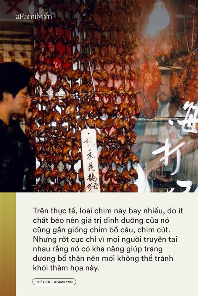 Thần dược chốn phòng the - cái mác mà con người gắn lên động vật để truy cùng diệt tận từ cá, chim đến sư tử và tiếp theo là loài nào?-5