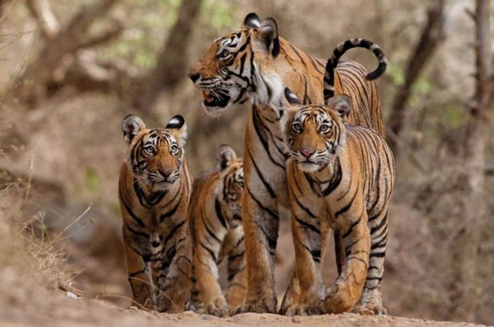 Thần dược chốn phòng the - cái mác mà con người gắn lên động vật để truy cùng diệt tận từ cá, chim đến sư tử và tiếp theo là loài nào?-7