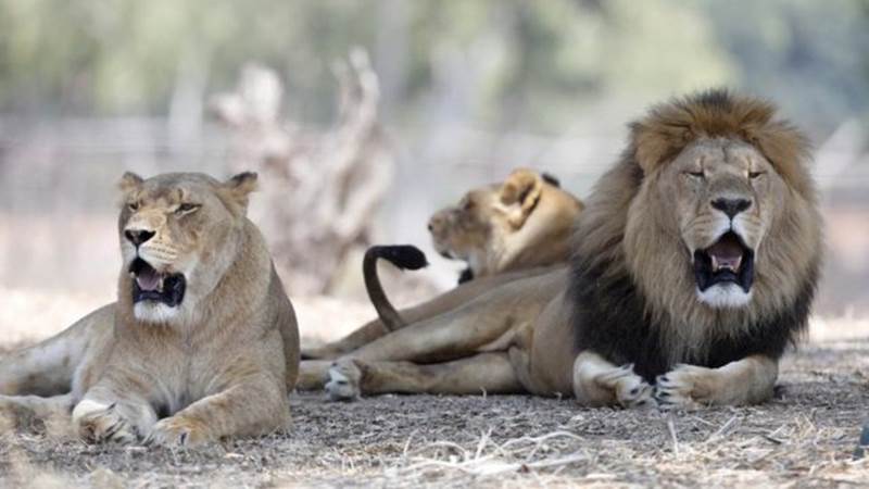 Thần dược chốn phòng the - cái mác mà con người gắn lên động vật để truy cùng diệt tận từ cá, chim đến sư tử và tiếp theo là loài nào?-9