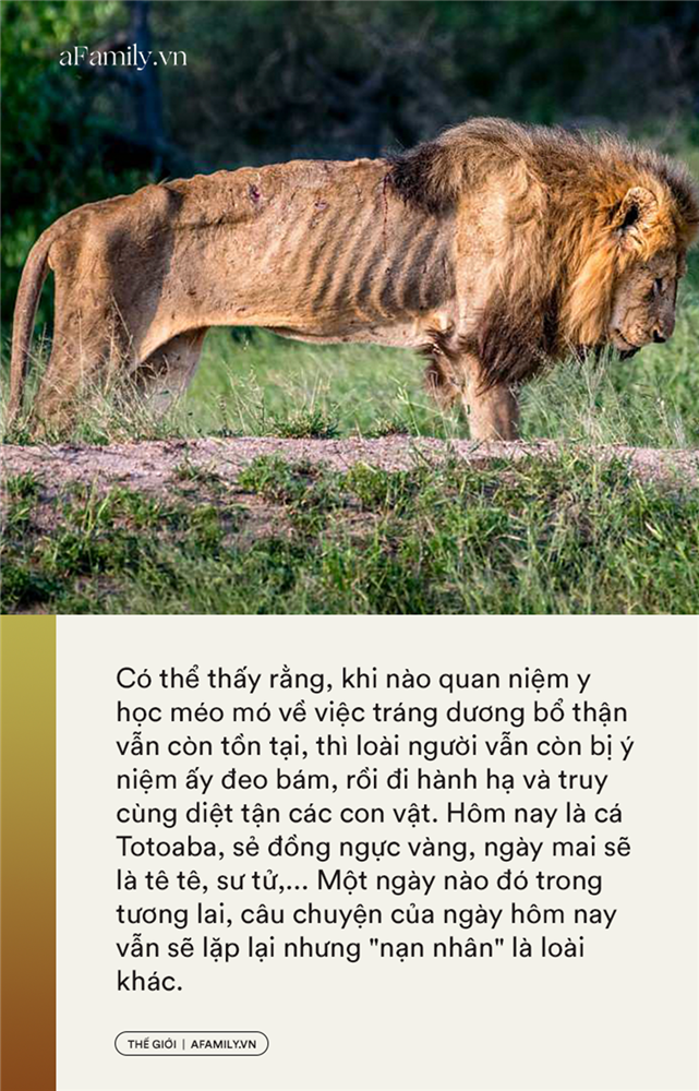 Thần dược chốn phòng the - cái mác mà con người gắn lên động vật để truy cùng diệt tận từ cá, chim đến sư tử và tiếp theo là loài nào?-10