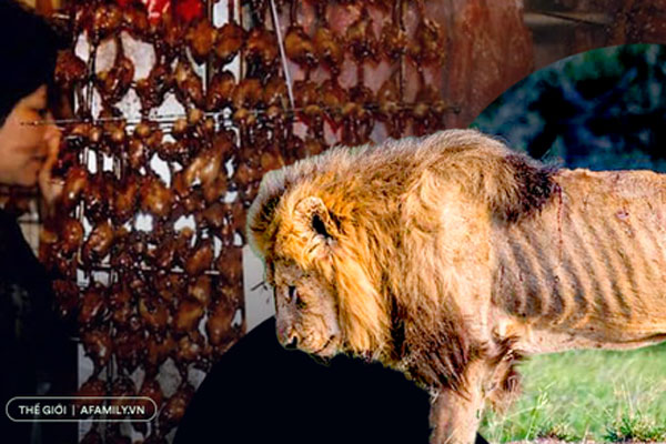 Nhiều loài đom đóm đang bên bờ vực tuyệt chủng, hầu hết nguyên nhân đều do con người-6