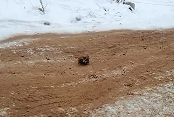 Kinh hoàng hộp sọ và xương người được tìm thấy rải rác trên con đường ở Nga, dân địa phương đồn đoán nguyên do bất ngờ-1