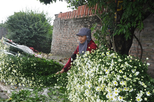 Loài từng là hoa dại ven đường thành đặc sản Hà Nội, nông dân cắt không kịp bán-10