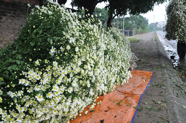 Loài từng là hoa dại ven đường thành đặc sản Hà Nội, nông dân cắt không kịp bán-12