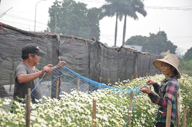 Loài từng là hoa dại ven đường thành đặc sản Hà Nội, nông dân cắt không kịp bán-5