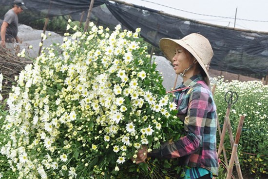 Loài từng là hoa dại ven đường thành đặc sản Hà Nội, nông dân cắt không kịp bán