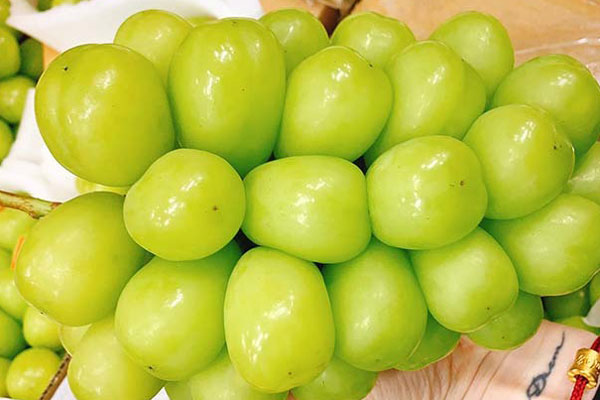 Tiết lộ về loại táo trong như mật ong, nhà giàu đổ tiền tỷ mua ăn-5