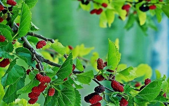 Muốn tránh xa xui xẻo nhất định xung quanh nhà không được trồng những loại cây này-2