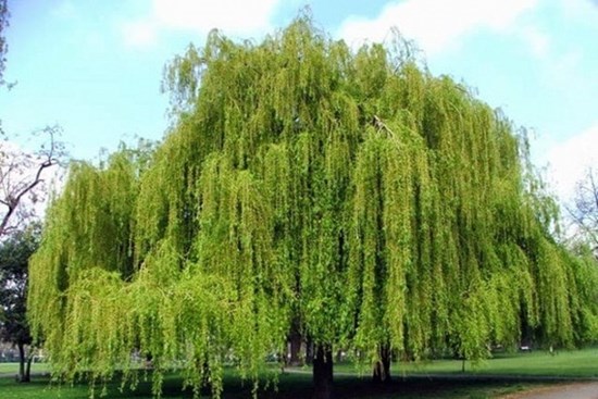 Muốn tránh xa xui xẻo nhất định xung quanh nhà không được trồng những loại cây này