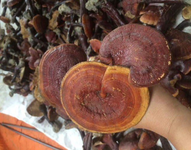 Loại nấm đắt như vàng, có gì hay khiến dân sành ăn phải ráo riết lùng mua?-1