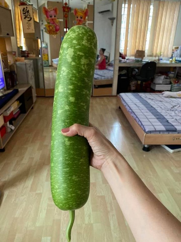 Khu vườn rau quả sạch trên sân thượng biệt thự của Cẩm Ly-12