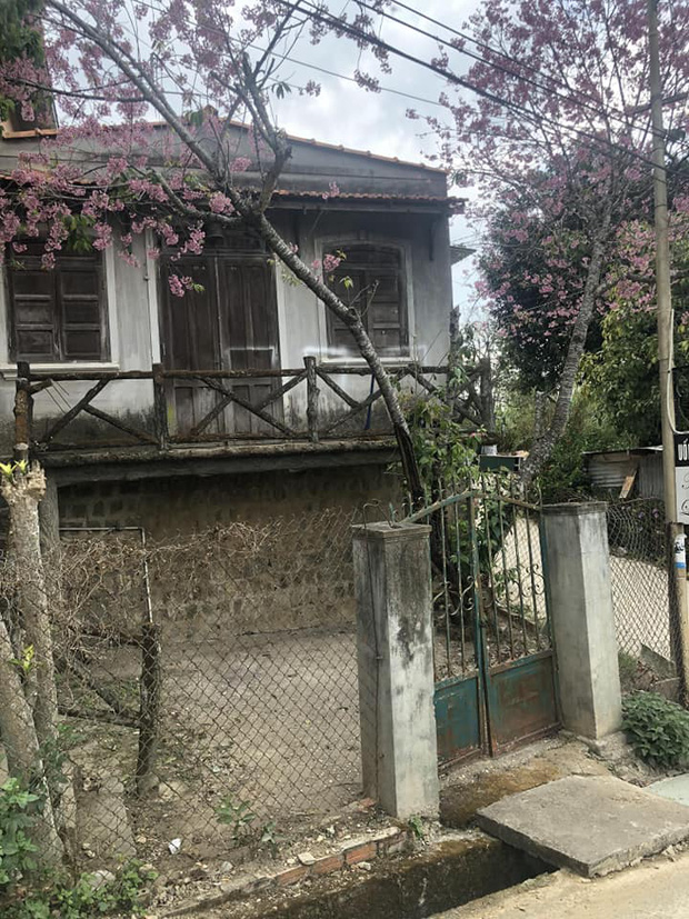 Chỉ vì thích 1 cây anh đào trước cổng ở Đà Lạt, chàng trai mua luôn cả căn nhà cũ và cải tạo thành nơi cực đáng sống-1