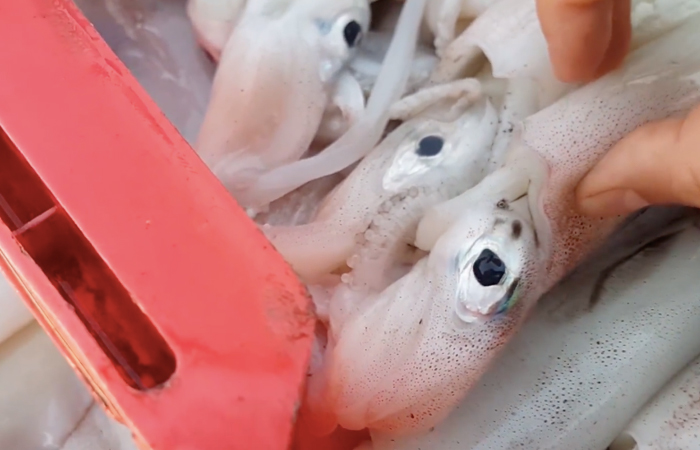 Mua hai cân mực đổi gió cho bữa cơm gia đình, mẹ đảm tá hỏa vì con mực đông lạnh cách nhau cả ngàn cây số, rã đông xong cân thử thì chỉ biết khóc ròng-10