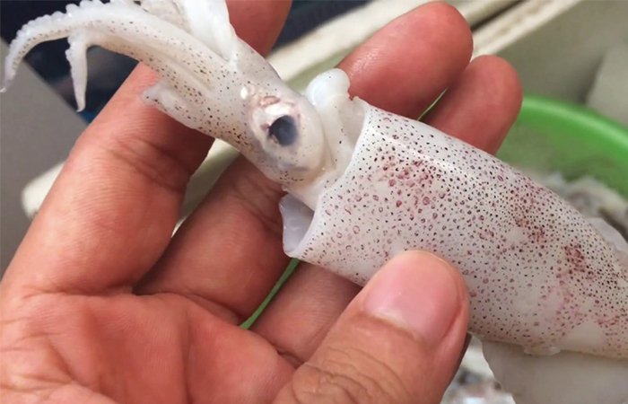 Mua hai cân mực đổi gió cho bữa cơm gia đình, mẹ đảm tá hỏa vì con mực đông lạnh cách nhau cả ngàn cây số, rã đông xong cân thử thì chỉ biết khóc ròng-11