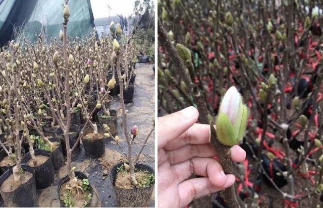 Người Hà Nội chi tiền triệu đặt mua cây hoa đẹp lạ chuẩn bị chơi Tết-2