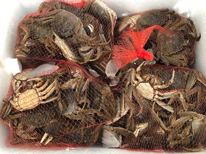 Năm chỉ có một lần, dân giàu đổ về sông Cầu săn đặc sản trời cho-4