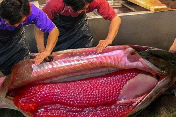 Mực khổng lồ giá 4,5 triệu đồng ở TP.HCM-1