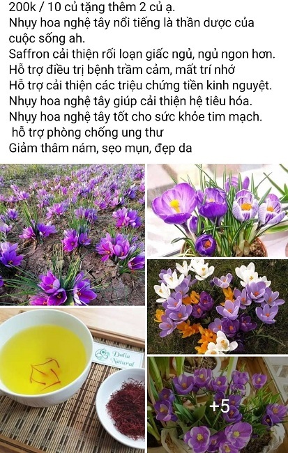 Củ giống của loại vàng đỏ đắt nhất thế giới được bán rẻ ở Việt Nam gây sốc-2