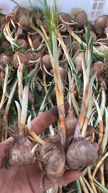 Củ giống của loại vàng đỏ đắt nhất thế giới được bán rẻ ở Việt Nam gây sốc-3