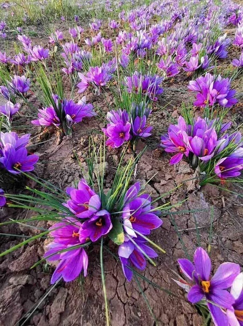 Củ giống của loại vàng đỏ đắt nhất thế giới được bán rẻ ở Việt Nam gây sốc-4