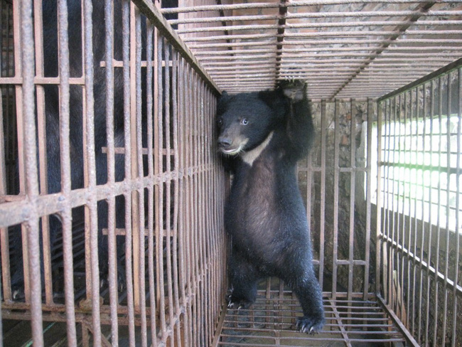 Những màn tra tấn tàn ác từ ngành công nghiệp nuôi gấu lấy mật để có thần dược và sự thật lạnh người khiến con người có thể phải trả giá đắt-1
