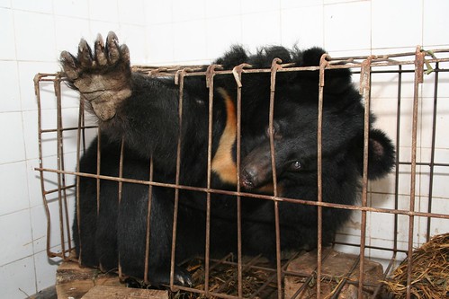 Những màn tra tấn tàn ác từ ngành công nghiệp nuôi gấu lấy mật để có thần dược và sự thật lạnh người khiến con người có thể phải trả giá đắt-3
