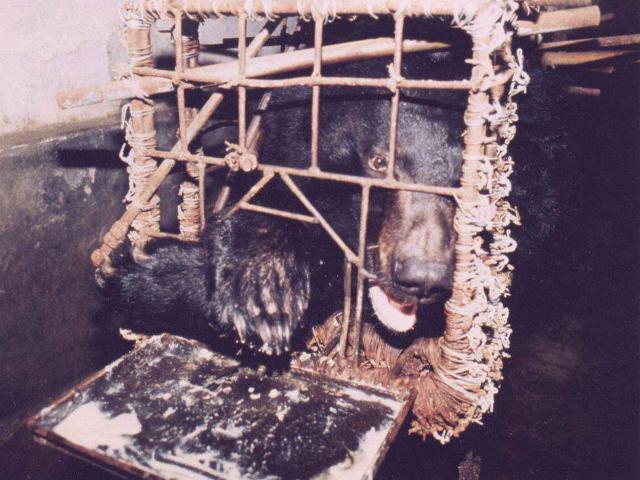 Những màn tra tấn tàn ác từ ngành công nghiệp nuôi gấu lấy mật để có thần dược và sự thật lạnh người khiến con người có thể phải trả giá đắt-4
