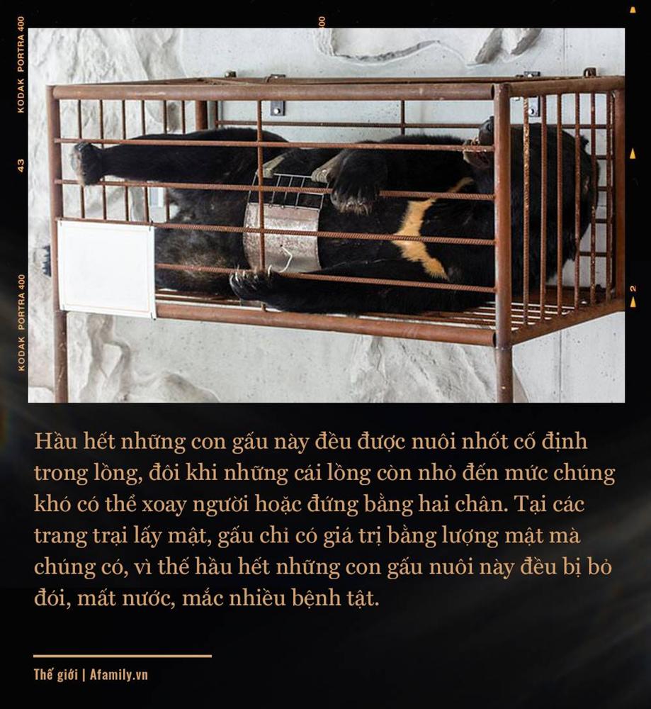 Những màn tra tấn tàn ác từ ngành công nghiệp nuôi gấu lấy mật để có thần dược và sự thật lạnh người khiến con người có thể phải trả giá đắt-5