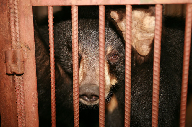 Những màn tra tấn tàn ác từ ngành công nghiệp nuôi gấu lấy mật để có thần dược và sự thật lạnh người khiến con người có thể phải trả giá đắt-6