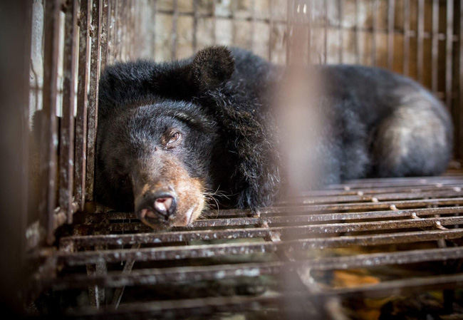 Những màn tra tấn tàn ác từ ngành công nghiệp nuôi gấu lấy mật để có thần dược và sự thật lạnh người khiến con người có thể phải trả giá đắt-7