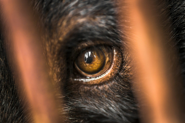 Những màn tra tấn tàn ác từ ngành công nghiệp nuôi gấu lấy mật để có thần dược và sự thật lạnh người khiến con người có thể phải trả giá đắt-8