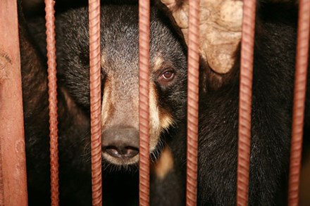 Những màn tra tấn tàn ác từ ngành công nghiệp nuôi gấu lấy mật để có 