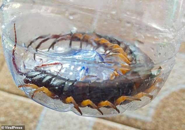 Nằm xem điện thoại để con trai 1 tuổi bò trên sàn nhà, bà mẹ cứu con thoát khỏi Tử thần trong tích tắc, cảnh hiện trường khiến ai cũng rụng tim-4