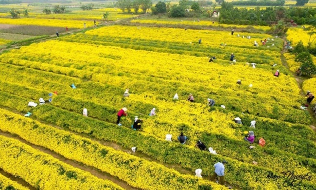 Bông hoa bé bằng cúc áo dùng làm thuốc, pha trà có giá bán tới 800.000 đồng/kg-5