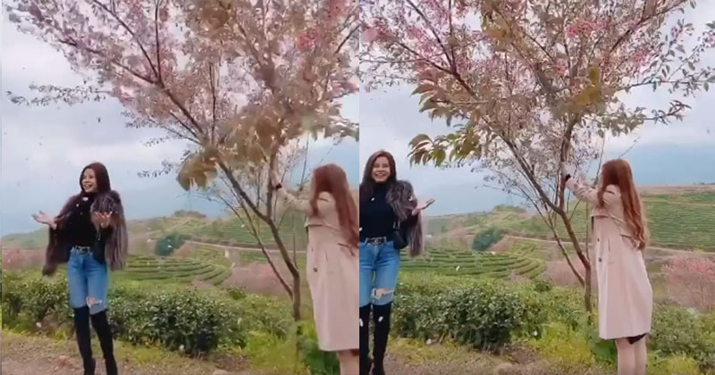 Bức xúc gái xinh rung cây để bạn tạo dáng hoa anh đào đang rơi, còn đăng clip lên mạng cười toe toét-3