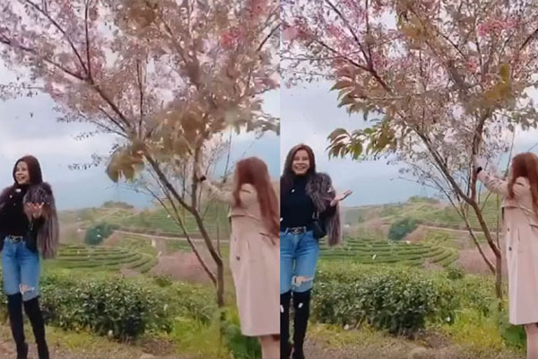 Những bình hoa khổng lồ, rực rỡ được đặt ngoài trời khiến dân mạng trầm trồ không ngớt, nhìn kỹ mới thấy hóa ra là kỹ thuật uốn cây cực siêu đẳng-2