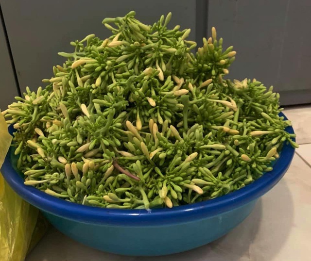 Hoa đu đủ đực: Từng là thứ vứt đi, nay thành hàng hiếm, bán tiền triệu-1