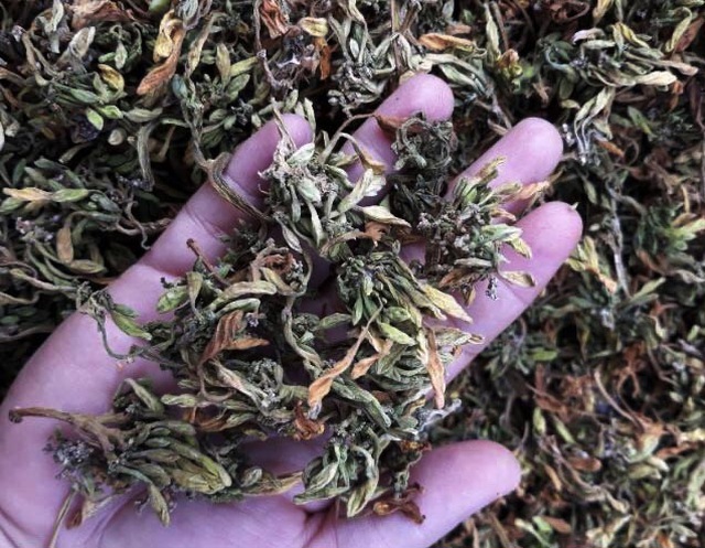 Hoa đu đủ đực: Từng là thứ vứt đi, nay thành hàng hiếm, bán tiền triệu-2