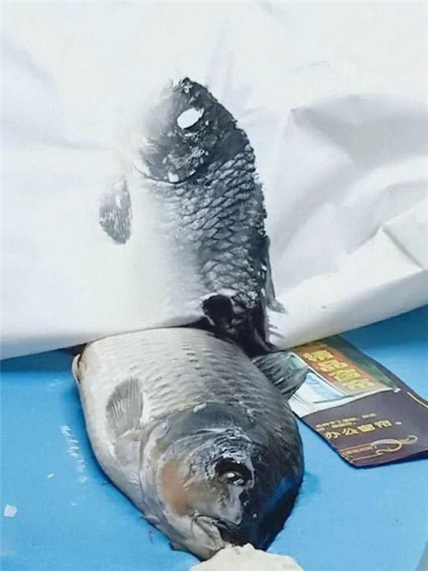 Cô giao bài tập vẽ cá, ông nội ra chợ mua cá thật về tưởng cho cháu xem mẫu, ai ngờ lại làm điều ai xem cũng cạn lời-1