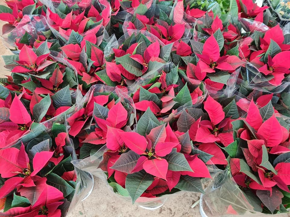 Bỏ 150 triệu buôn hoa Tết: 15 ngày xương máu, lỗ 50 triệu, gầy sụt 3kg-5