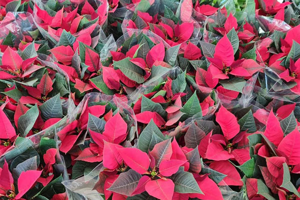 Bán đàn trâu 500 con, thu ngay 300 triệu đồng ăn Tết-5