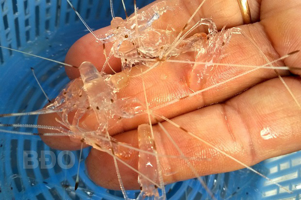 Thứ tôm trong suốt như thủy tinh nổi dày đặc ven biển, dân rủ nhau đi vớt kiếm mấy chục triệu-1