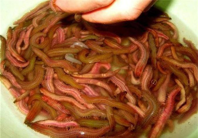 Ăn rươi ngon thì ngon thật nhưng chớ bỏ qua 5 điều quan trọng sau!-1