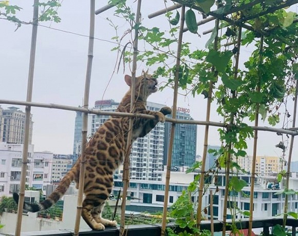 Khu vườn nhỏ xanh mướt, sai trĩu quả trên sân thượng của Ông hoàng nhạc đỏ Trọng Tấn-6